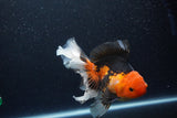 Thai Oranda  Tricolor 6.5 Inch (ID#1115To6c-114)