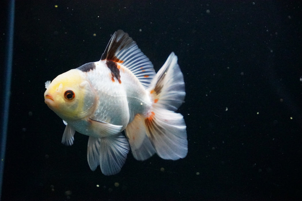 Thai Oranda  Tricolor 4.5 Inch (ID#1007T6c-89) Free2Day SHIPPING