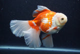 Thai Oranda  Red White 5.5 Inch (ID#0113T2b-71) Free2Day SHIPPING