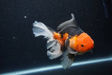 Thai Oranda  Tricolor 6.5 Inch (ID#1115To6c-114)