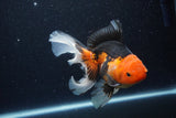 Thai Oranda  Tricolor 6.5 Inch (ID#1115To6c-114)