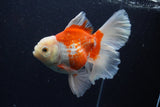 Thai Oranda  Red White 5.5 Inch (ID#0113T2b-71) Free2Day SHIPPING