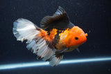 Thai Oranda  Tricolor 6.5 Inch (ID#1115To6c-114)