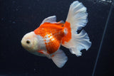 Thai Oranda  Red White 5.5 Inch (ID#0113T2b-71) Free2Day SHIPPING