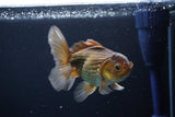 Thai Oranda  Bronze 4.5 Inch (ID#1029To12c-7) Free2Day SHIPPING