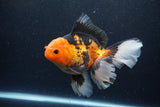 Thai Oranda  Tricolor 6.5 Inch (ID#1115To6c-114)