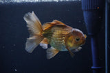 Thai Oranda  Bronze 4.5 Inch (ID#1029To12c-7) Free2Day SHIPPING