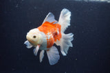 Thai Oranda  Red White 5.5 Inch (ID#0113T2b-71) Free2Day SHIPPING