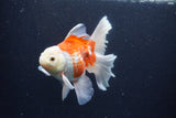 Thai Oranda  Red White 5.5 Inch (ID#0113T2b-71) Free2Day SHIPPING