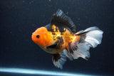 Thai Oranda  Tricolor 6.5 Inch (ID#1115To6c-114)