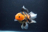 Thai Oranda  Tricolor 6.5 Inch (ID#1115To6c-114)