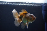 Thai Oranda  Bronze 4.5 Inch (ID#1029To12c-7) Free2Day SHIPPING