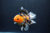 Thai Oranda  Tricolor 6.5 Inch (ID#1115To6c-114)