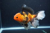 Thai Oranda  Tricolor 6.5 Inch (ID#1115To6c-114)