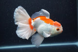 Thai Oranda  Red White 6 Inch (ID#0113T2b-72) Free2Day SHIPPING