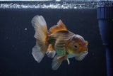 Thai Oranda  Bronze 4.5 Inch (ID#1029To12c-7) Free2Day SHIPPING