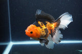 Thai Oranda  Tricolor 6.5 Inch (ID#1115To6c-114)