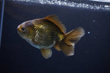 Thai Oranda  Bronze 4 Inch (ID#1029To12c-8) Free2Day SHIPPING