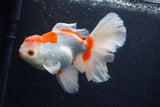 Thai Oranda  Red White 6 Inch (ID#0113T2b-72) Free2Day SHIPPING