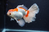 Thai Oranda  Red White 6 Inch (ID#0113T2b-72) Free2Day SHIPPING