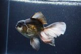 Thai Oranda  Panda 6.5 Inch (ID#1115To6c-115)