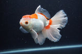 Thai Oranda  Red White 6 Inch (ID#0113T2b-72) Free2Day SHIPPING