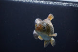 Thai Oranda  Bronze 4 Inch (ID#1029To12c-8) Free2Day SHIPPING