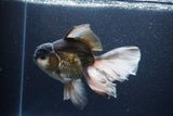 Thai Oranda  Panda 6.5 Inch (ID#1115To6c-115)