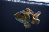 Thai Oranda  Bronze 4 Inch (ID#1029To12c-8) Free2Day SHIPPING