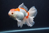 Thai Oranda  Red White 6 Inch (ID#0113T2b-72) Free2Day SHIPPING