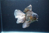 Thai Oranda  Panda 6.5 Inch (ID#1115To6c-115)