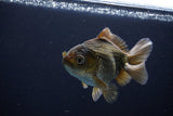 Thai Oranda  Bronze 4 Inch (ID#1029To12c-8) Free2Day SHIPPING