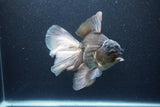 Thai Oranda  Panda 6.5 Inch (ID#1115To6c-115)