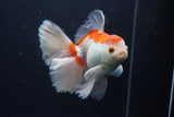 Thai Oranda  Red White 6 Inch (ID#0113T2b-72) Free2Day SHIPPING