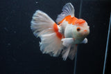 Thai Oranda  Red White 6 Inch (ID#0113T2b-72) Free2Day SHIPPING