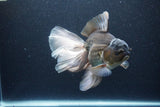 Thai Oranda  Panda 6.5 Inch (ID#1115To6c-115)