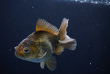 Thai Oranda  Bronze 4 Inch (ID#1029To12c-8) Free2Day SHIPPING