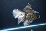 Thai Oranda  Panda 6.5 Inch (ID#1115To6c-115)