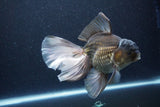 Thai Oranda  Panda 6.5 Inch (ID#1115To6c-115)