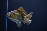 Thai Oranda  Bronze 4 Inch (ID#1029To12c-8) Free2Day SHIPPING