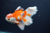 Thai Oranda  Red White 6 Inch (ID#0113T2b-73) Free2Day SHIPPING