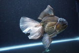 Thai Oranda  Panda 6.5 Inch (ID#1115To6c-115)