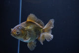 Thai Oranda  Bronze 4 Inch (ID#1029To12c-8) Free2Day SHIPPING