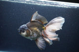 Thai Oranda  Panda 6.5 Inch (ID#1115To6c-115)