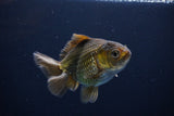 Thai Oranda  Bronze 4 Inch (ID#1029To12c-8) Free2Day SHIPPING