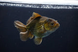 Thai Oranda  Bronze 4 Inch (ID#1029To12c-8) Free2Day SHIPPING