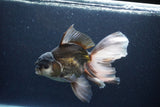 Thai Oranda  Panda 6.5 Inch (ID#1115To6c-115)