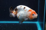 Milk Cow Ranchu  Calico 4.5 Inch (ID#422R10a-104) Free2Day SHIPPING