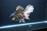 Thai Oranda  Panda 6.5 Inch (ID#1115To6c-115)