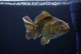 Thai Oranda  Bronze 4 Inch (ID#1029To12c-8) Free2Day SHIPPING